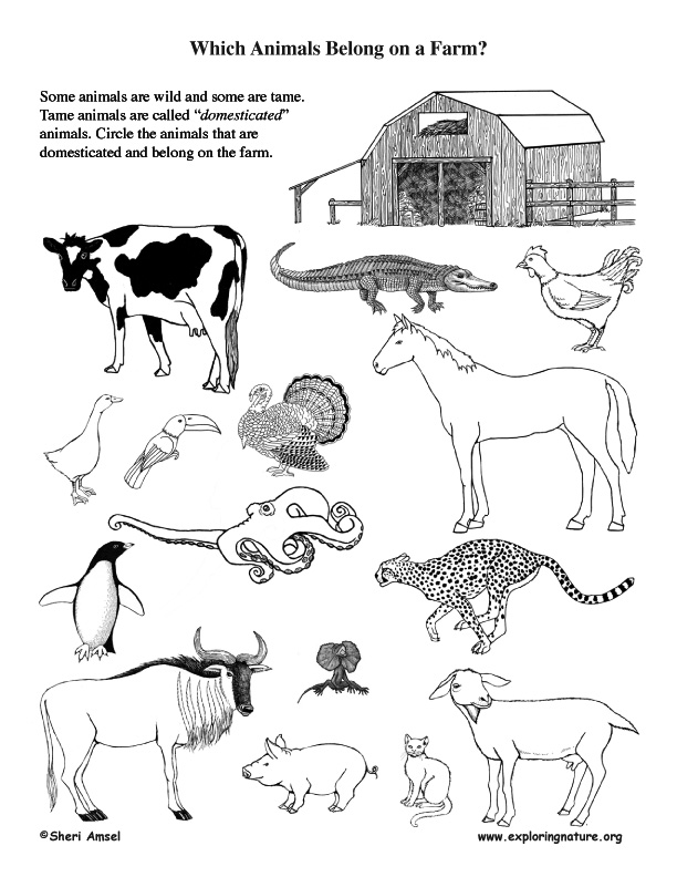 Which Animals Belongs on a Farm? Farm Animals Activities