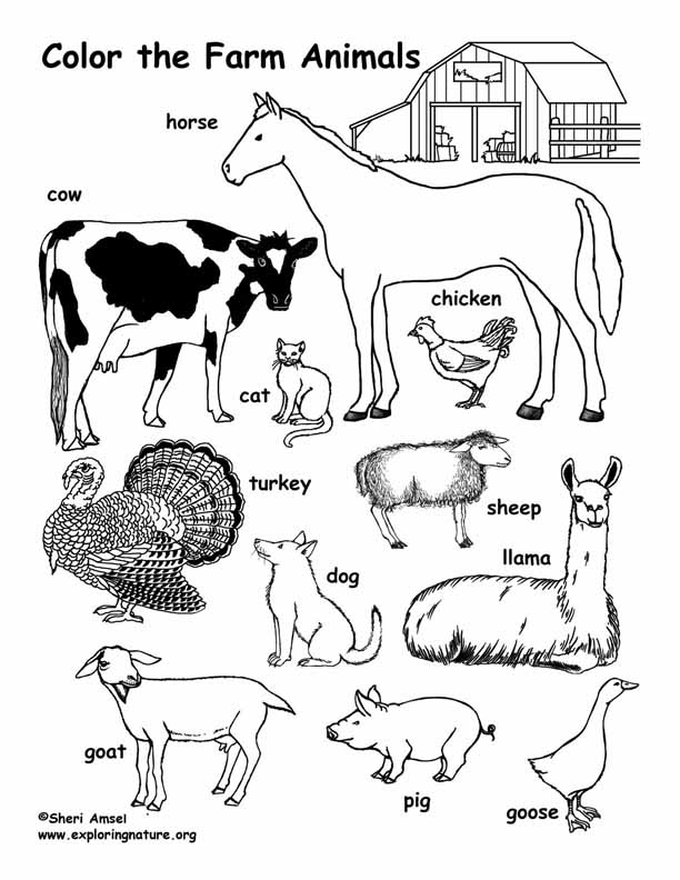 Farm Coloring
