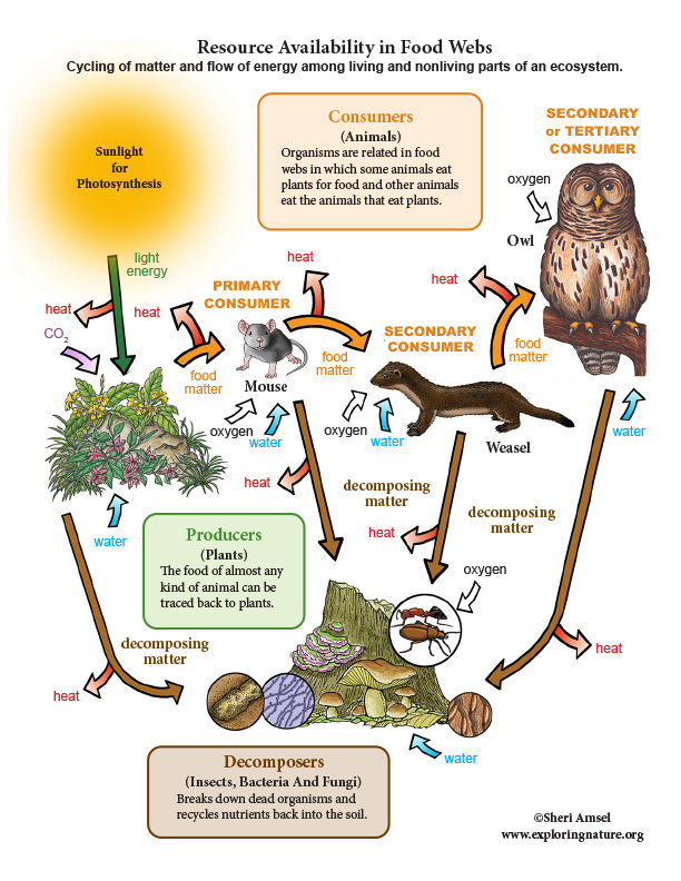 Resource Availability in Food Webs - Critical Thinking (6-8 Grade NGSS)