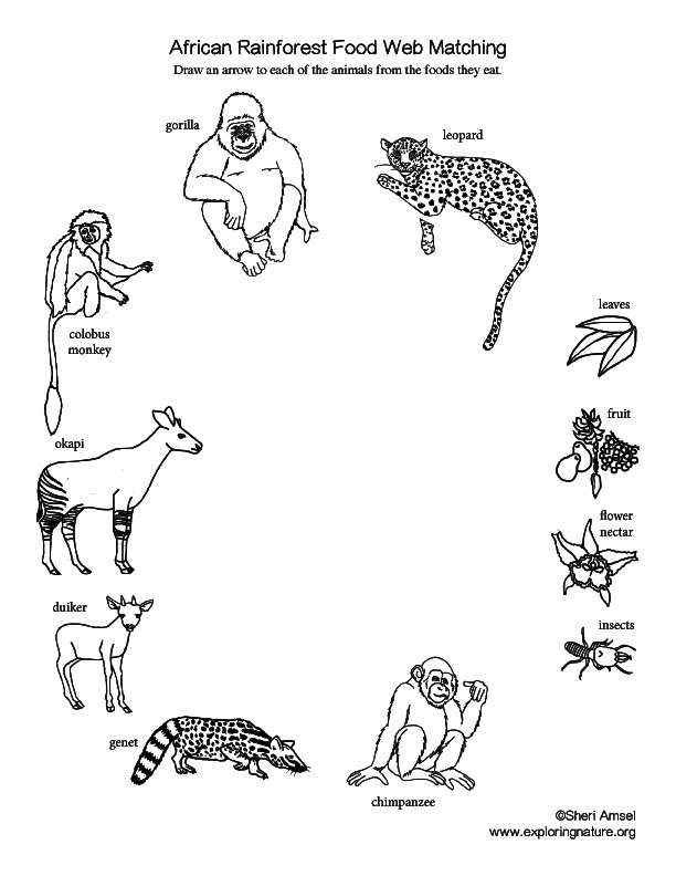 African Rainforest Food Web Matching