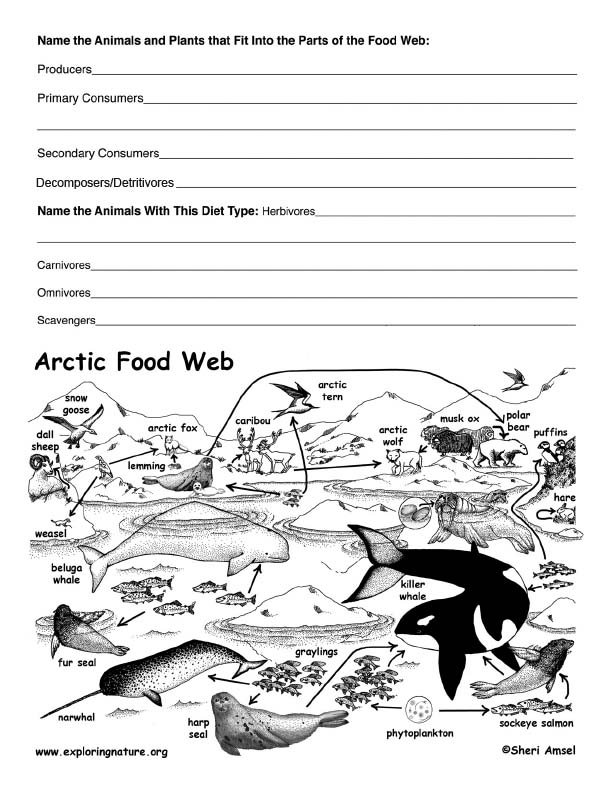 Arctic – Polar Region Food Web Activity
