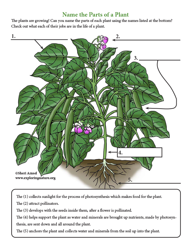 Name the Parts of the Plant - Short Answer