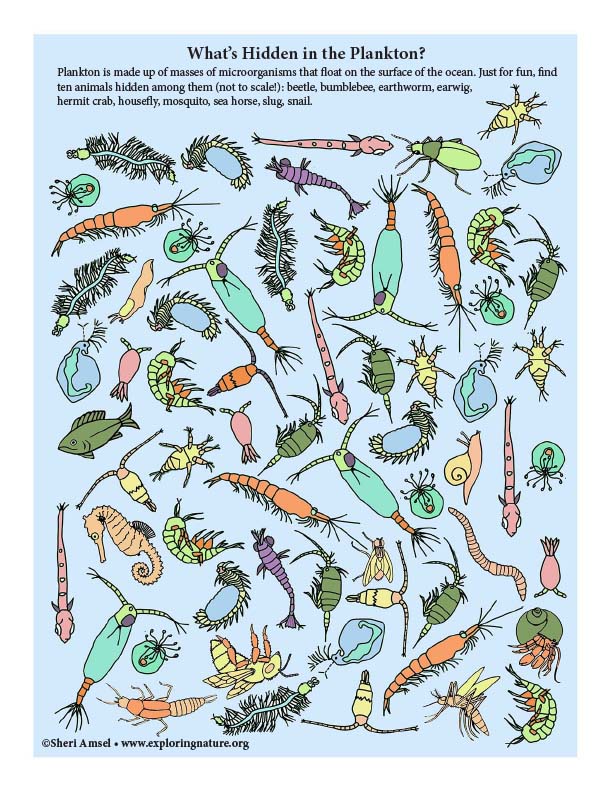 Plankton Hidden Picture
