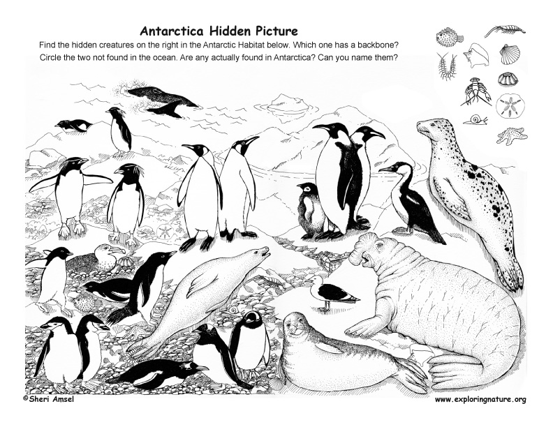 Antarctica - Hidden Picture