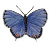 Insects - Activities