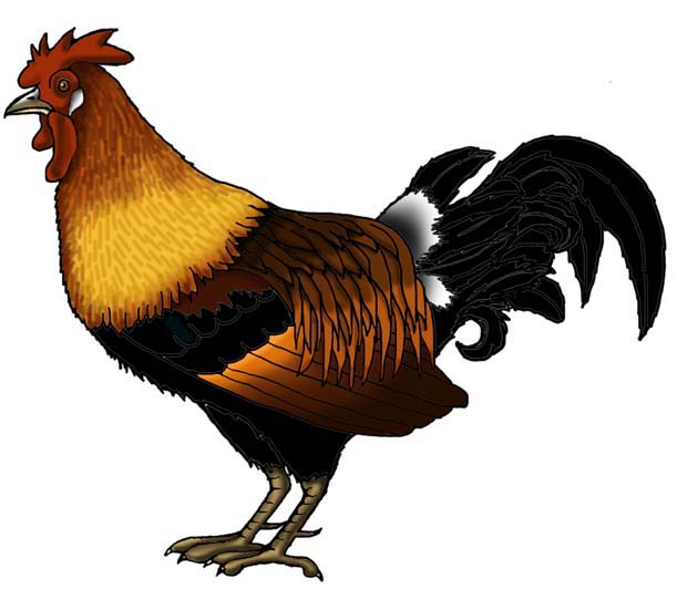 Red Junglefowl