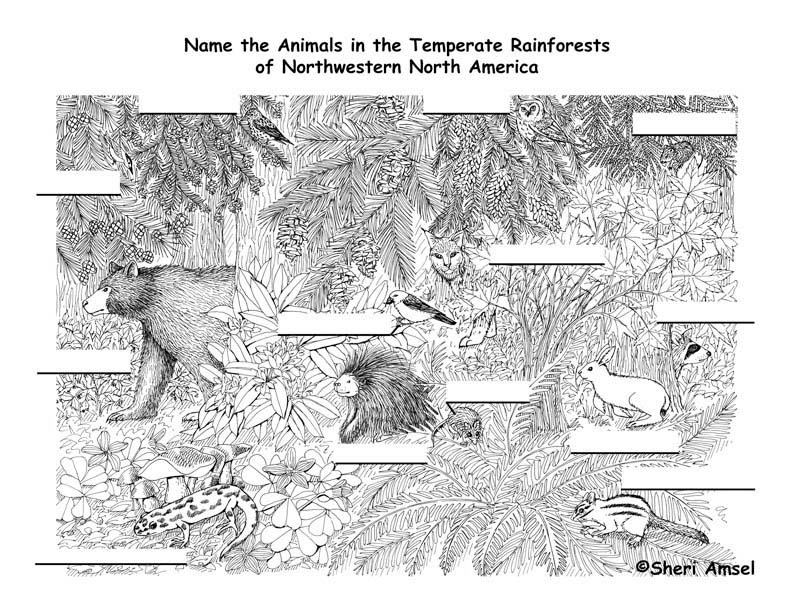 Pacific Northwest Animals Labeling
