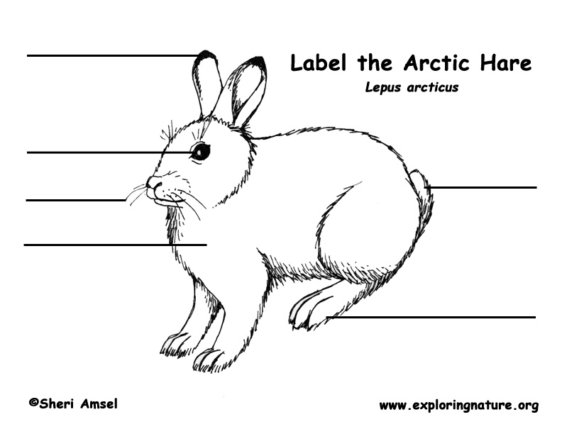Arctic Hare Labeling Page