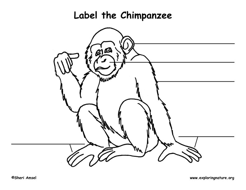Chimp Labeling Page