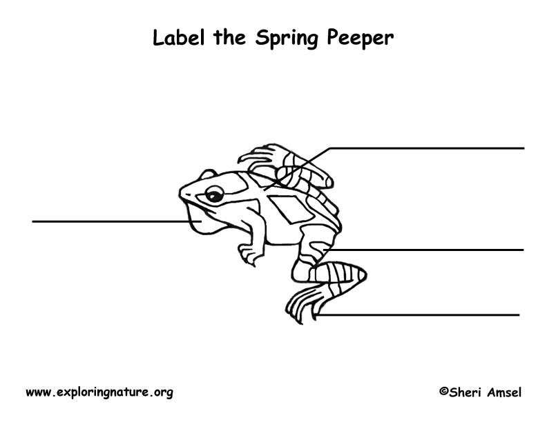 Spring Peeper Labeling Page