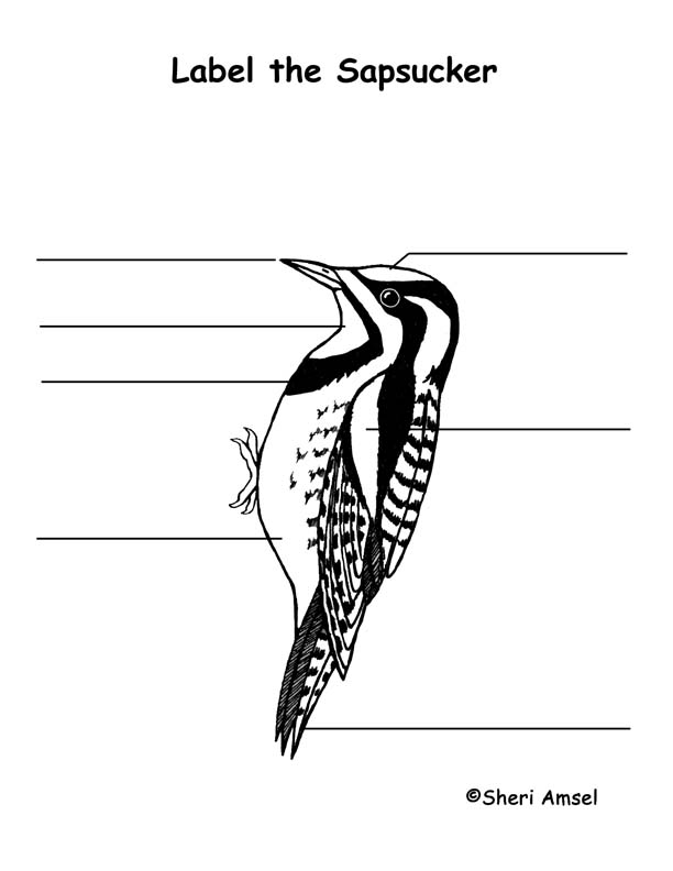 Sapsucker Labeling Page
