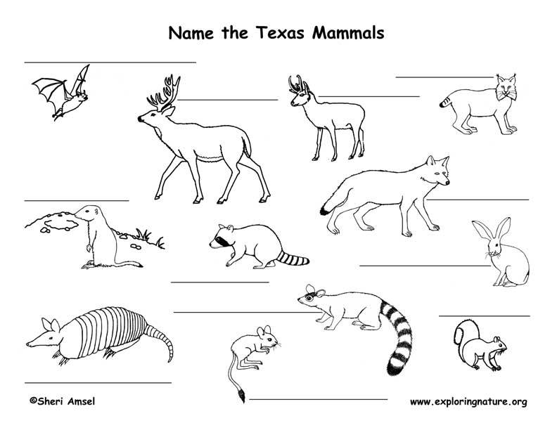 /graphics/labeling/texas_reptiles_labeling72.jpg
