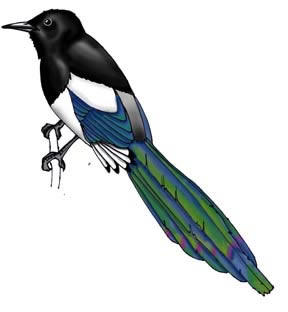 Magpie (Black-billed)