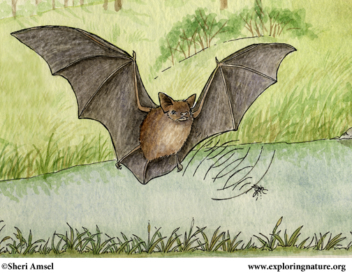 Bat (Little Brown)