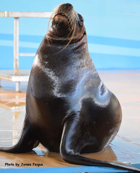 Sea Lion (California)