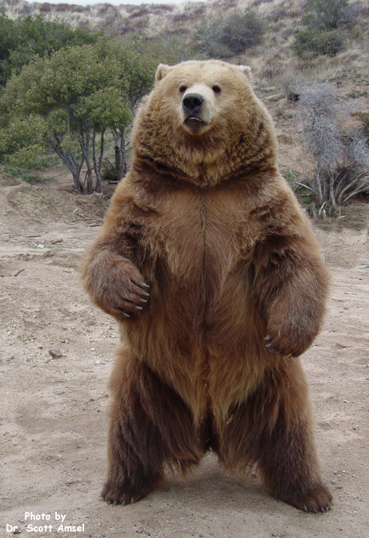 Bear (Grizzly)