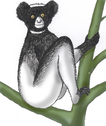 Indri