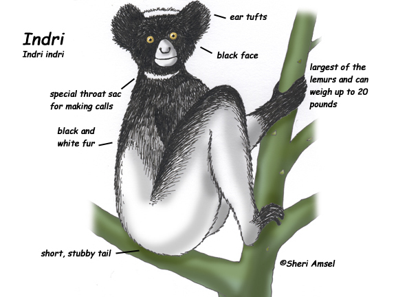 Indri