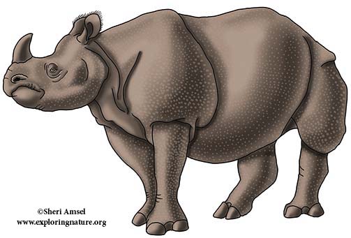Greater One-horned Rhino, Indian Rhinoceros