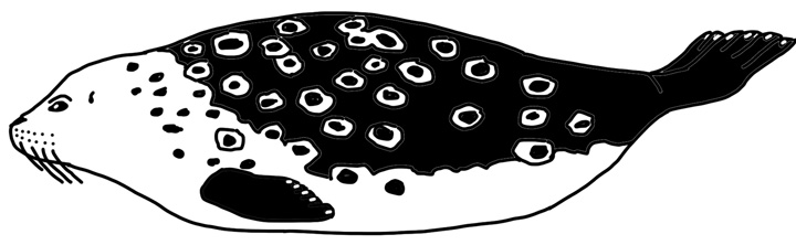 ringed seal