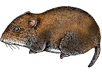 Vole (Meadow)