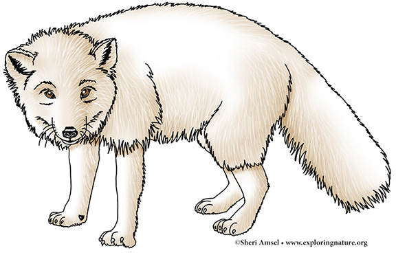 Fox (Arctic)