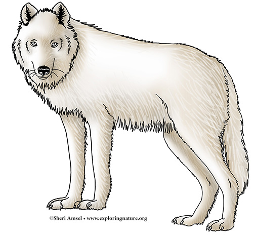Wolf (Arctic)