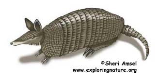 Armadillo (Nine Banded)