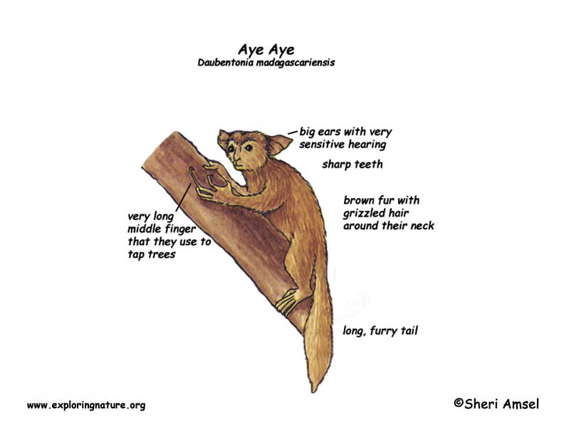 Aye Aye