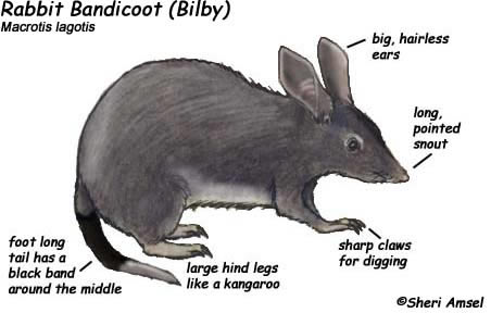 Bandicoot (Rabbit) or Bilby