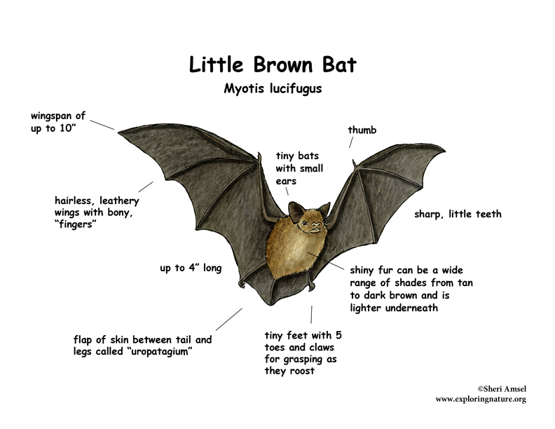 Bat (Little Brown)
