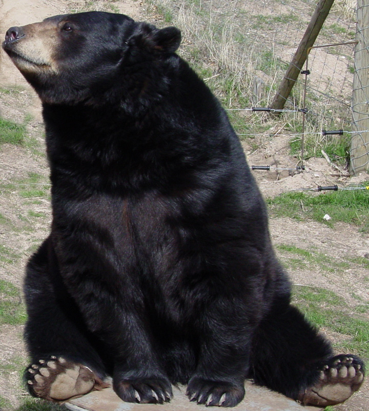 Bear (Black)