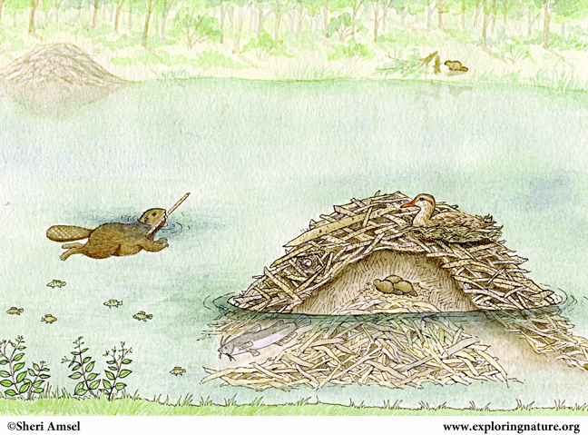 Beaver