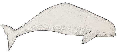 Whale (Beluga)