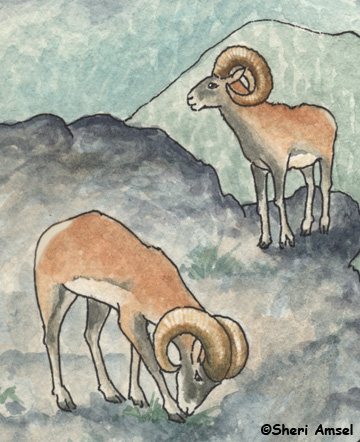 Bighorn Sheep