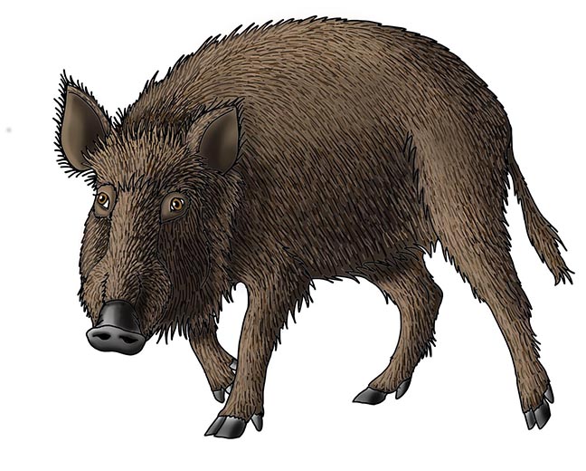 wild boar
