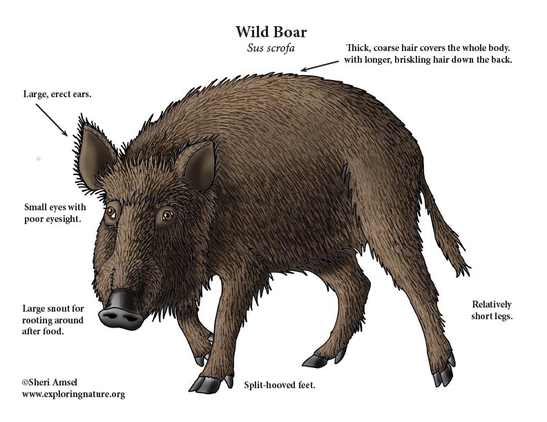 wild boar