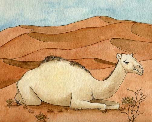 Camel (Dromedary)