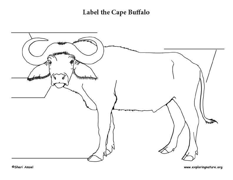 Cape Buffalo Labeling Page