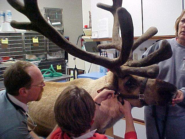 Caribou (Barren-ground and Woodland)