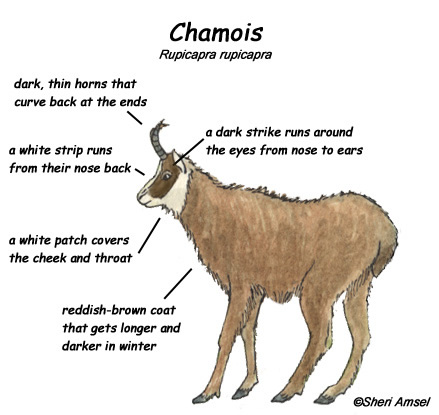 Chamois Antelope