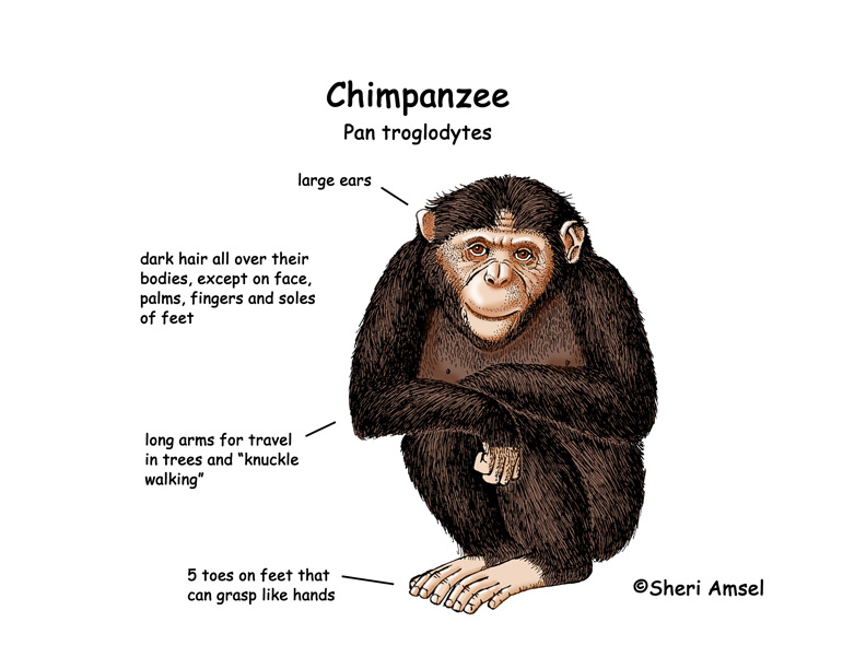 Chimpanzee