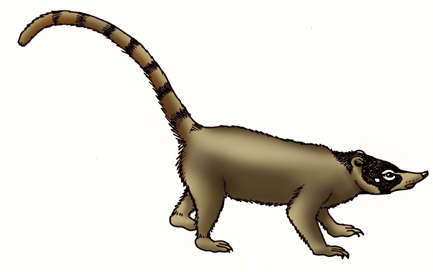 Coati (South American)
