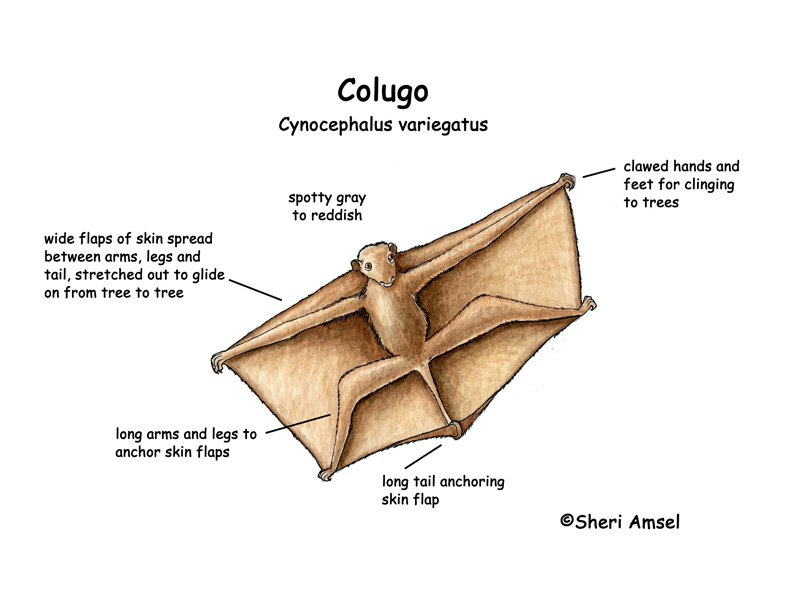 Colugo
