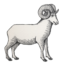 Dall Sheep