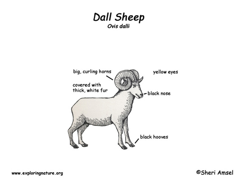 Dall Sheep