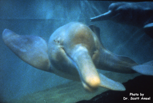 Dolphin (Amazon River) or Boto