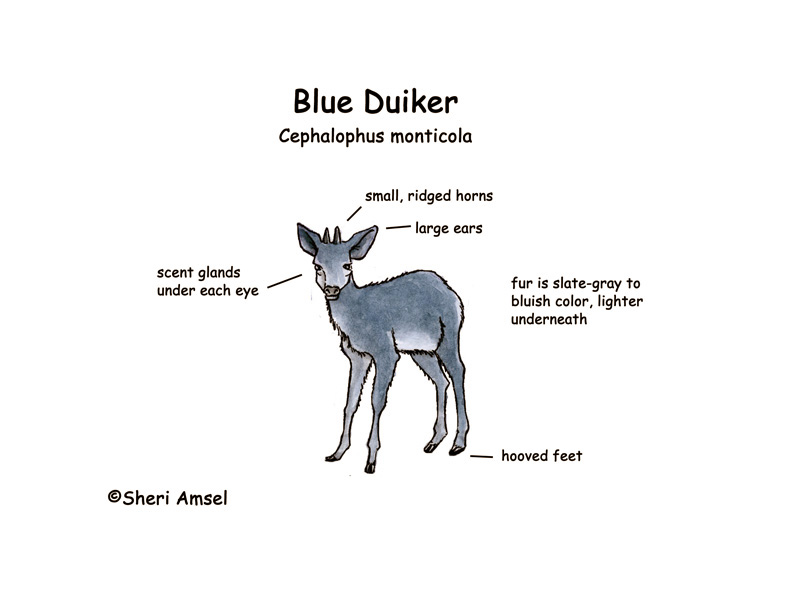Duiker (Blue)
