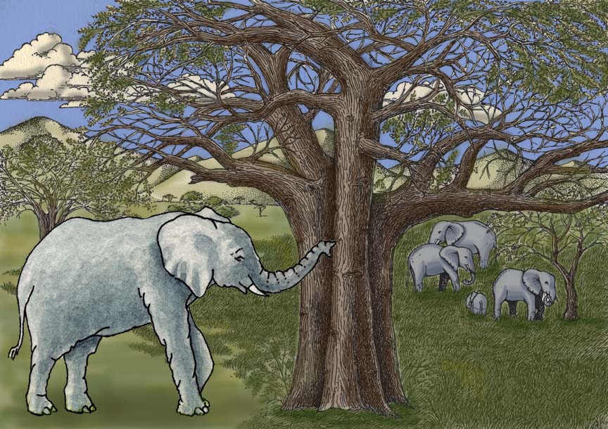 Elephant (African)