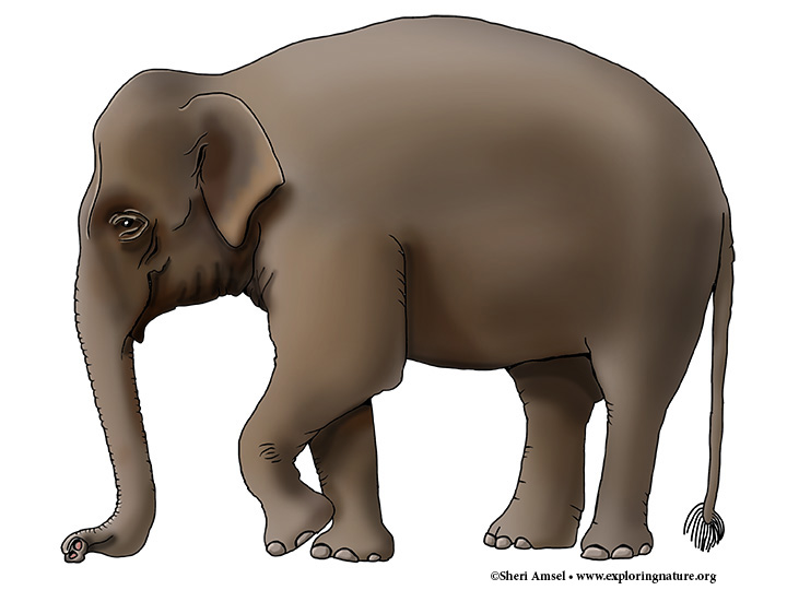 Elephant (Asian) or Indian Elephant
